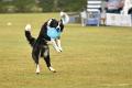 bdfrisbeedogs 2022 03