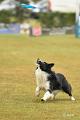 bdfrisbeedogs 2022 04