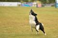 bdfrisbeedogs 2022 05
