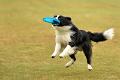 bdfrisbeedogs 2022 06