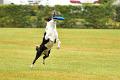bdfrisbeedogs 2022 08