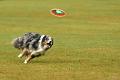 bdfrisbeedogs 2022 10