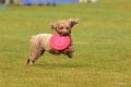 bdfrisbeedogs 2022 11