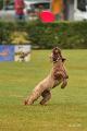 bdfrisbeedogs 2022 12