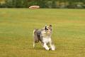 bdfrisbeedogs 2022 13