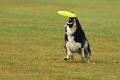 bdfrisbeedogs 2022 15