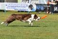 bdfrisbeedogs 2022 16