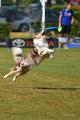 bdfrisbeedogs 2022 19
