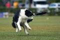 bdfrisbeedogs 2022 20