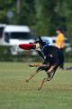 bdfrisbeedogs 2022 21
