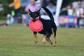 bdfrisbeedogs 2022 22