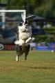 bdfrisbeedogs 2022 23
