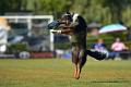 bdfrisbeedogs 2022 24