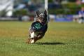 bdfrisbeedogs 2022 25