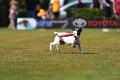 bdfrisbeedogs 2022 26