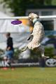 bdfrisbeedogs 2022 27