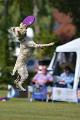 bdfrisbeedogs 2022 28