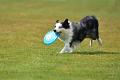 bdfrisbeedogs 2022 29