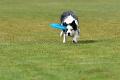 bdfrisbeedogs 2022 30