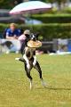 bdfrisbeedogs 2022 31