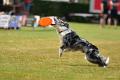 bdfrisbeedogs 2022 32