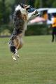 bdfrisbeedogs 2022 33