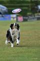 bdfrisbeedogs 2022 34