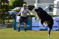 bdfrisbeedogs 2022 36