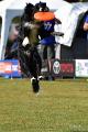 bdfrisbeedogs 2022 37