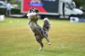 bdfrisbeedogs 2022 38