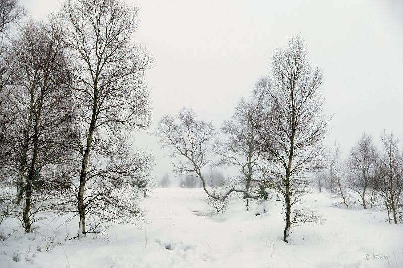 bdsneeuw barique michel jan 22 10.JPG - Hoge Venen Sneeuw 2022