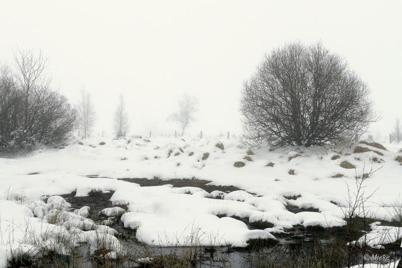 bdsneeuw barique michel jan 22 16.JPG - Hoge Venen Sneeuw 2022