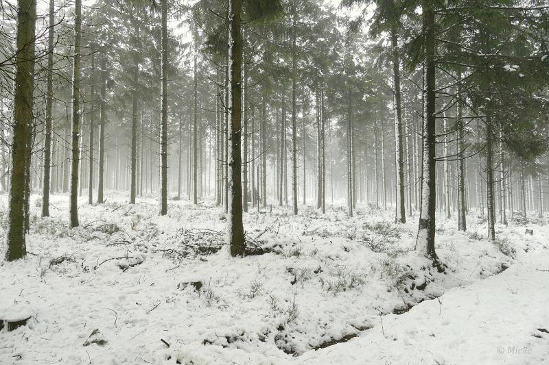 bdsneeuw barique michel jan 22 26.JPG - Hoge Venen Sneeuw 2022