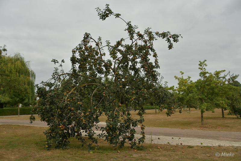 bdRondje borgloon 2022 11.JPG - Rondje borgloon
