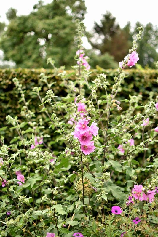 bdDSC_0007.JPG - Tuin Heleen en Piet
