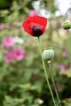 bdDSC_0022
