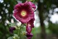 bdDSC_0046