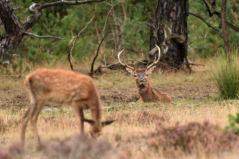 bdVeluwe 2022 03.JPG - Veluwe 2022