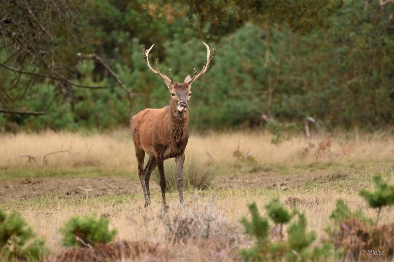 bdVeluwe 2022 04.JPG - Veluwe 2022