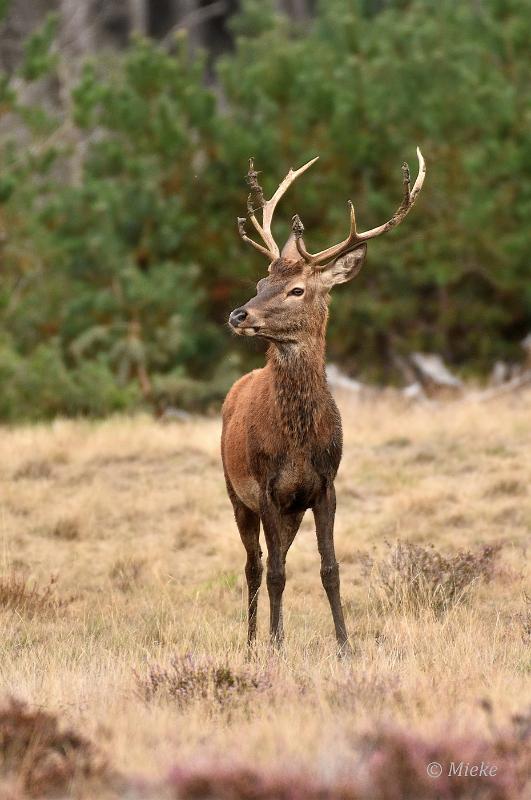 bdVeluwe 2022 07.JPG - Veluwe 2022