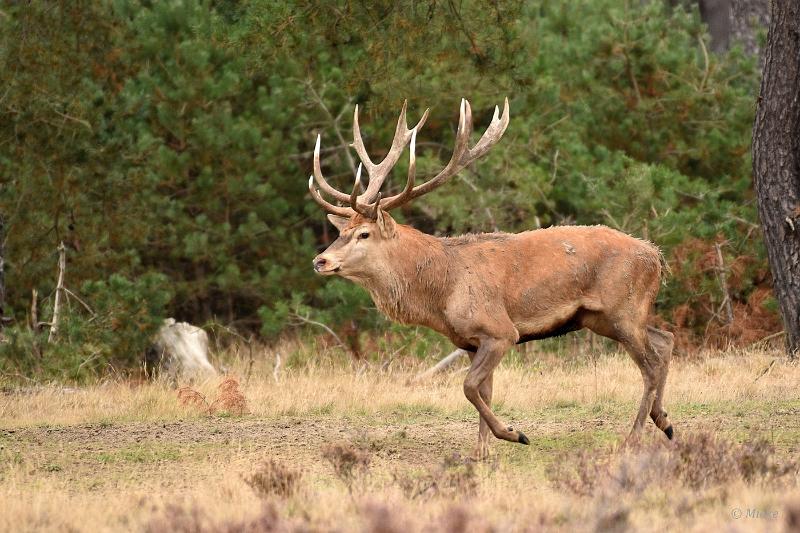bdVeluwe 2022 09.JPG - Veluwe 2022