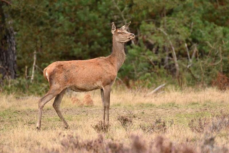 bdVeluwe 2022 10.JPG - Veluwe 2022