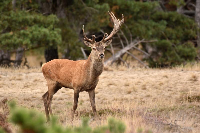 bdVeluwe 2022 13.JPG - Veluwe 2022