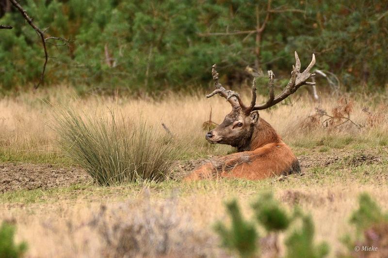bdVeluwe 2022 15.JPG - Veluwe 2022