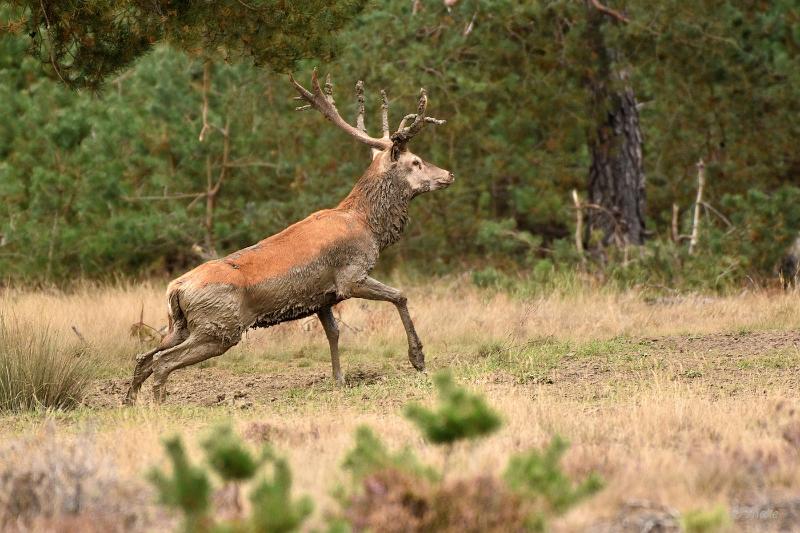 bdVeluwe 2022 16.JPG - Veluwe 2022