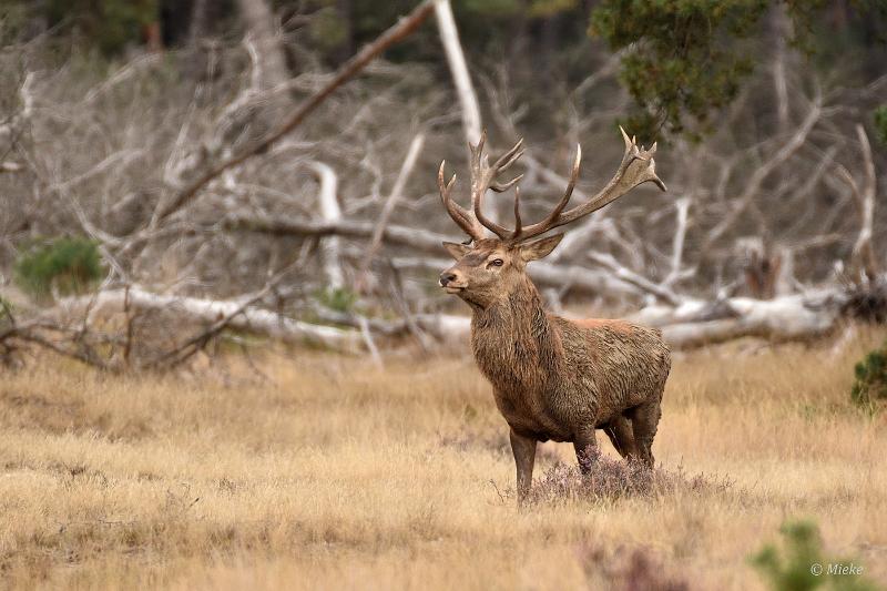 bdVeluwe 2022 18.JPG - Veluwe 2022
