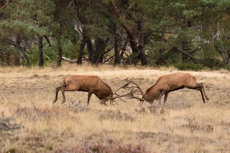 bdVeluwe 2022 23.JPG - Veluwe 2022
