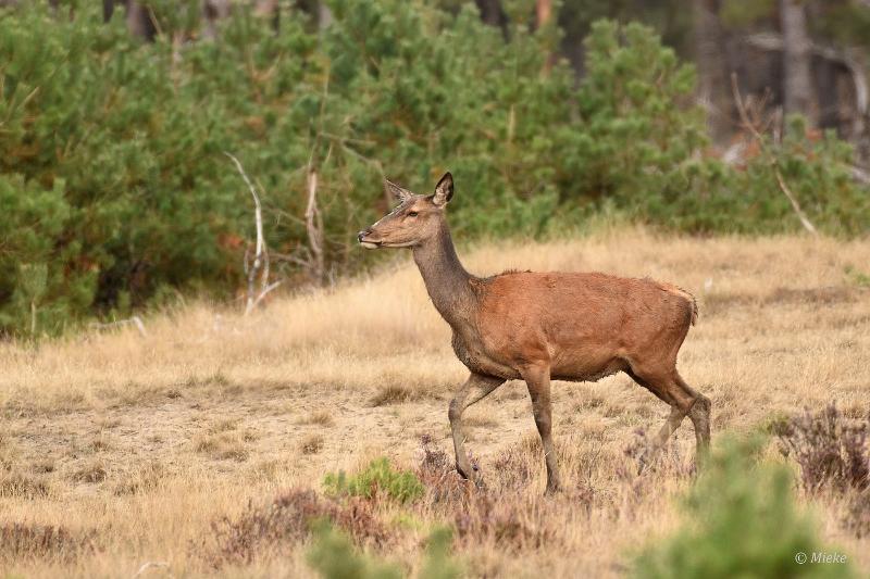bdVeluwe 2022 28.JPG - Veluwe 2022
