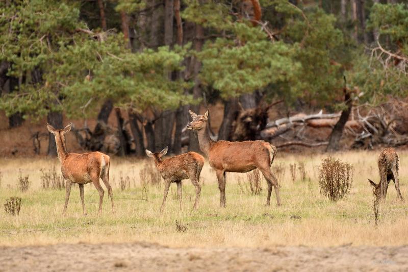 bdVeluwe 2022 29.JPG - Veluwe 2022