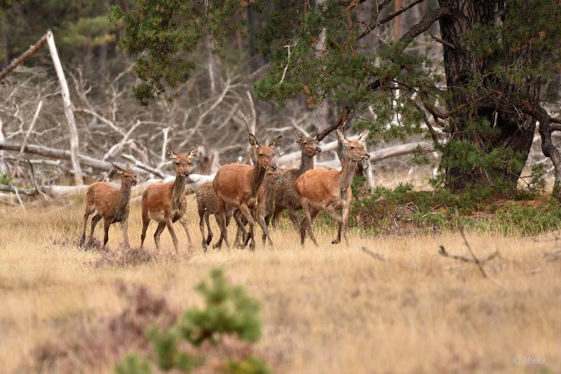 bdVeluwe 2022 31.JPG - Veluwe 2022